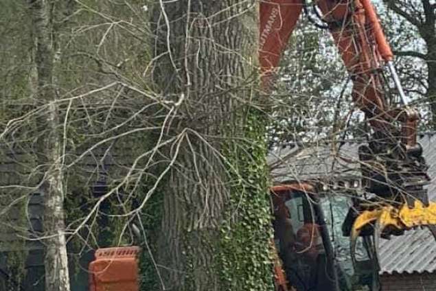 bomen rooien terschuur