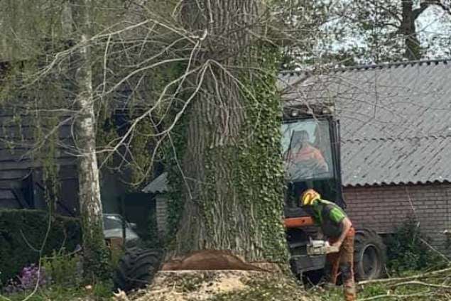 bomen rooien terschuur