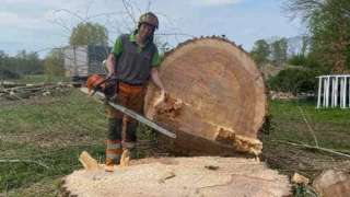 bomen rooien terschuur