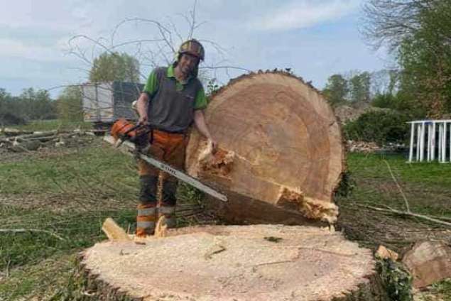 bomen rooien terschuur