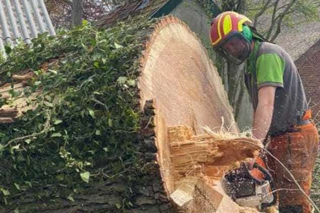 bomen rooien terschuur