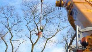 Bomen rooien Zeist 