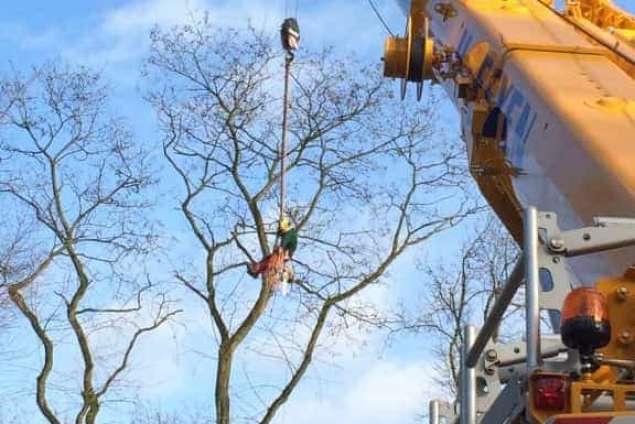 Bomen rooien Zeist 