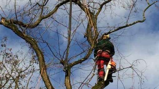 Bomen rooien Zeist 