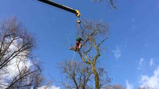 Bomen rooien Zeist 