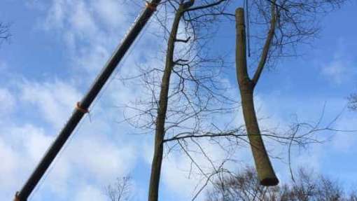 Bomen rooien Zeist 