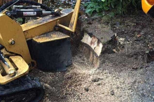 Verwijderen bomen in Zutphen