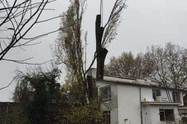 Verwijderen bomen in Zutphen