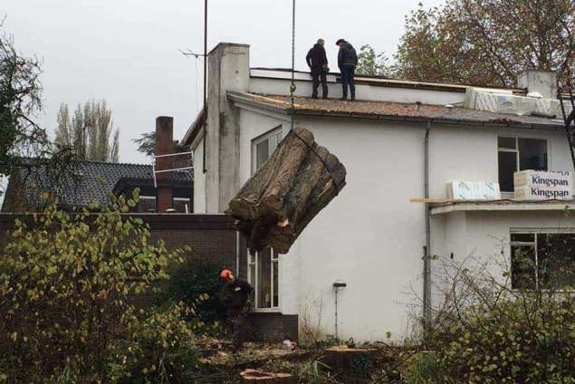 Verwijderen bomen in Zutphen