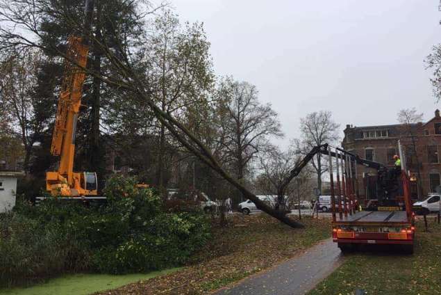 Verwijderen bomen in Zutphen