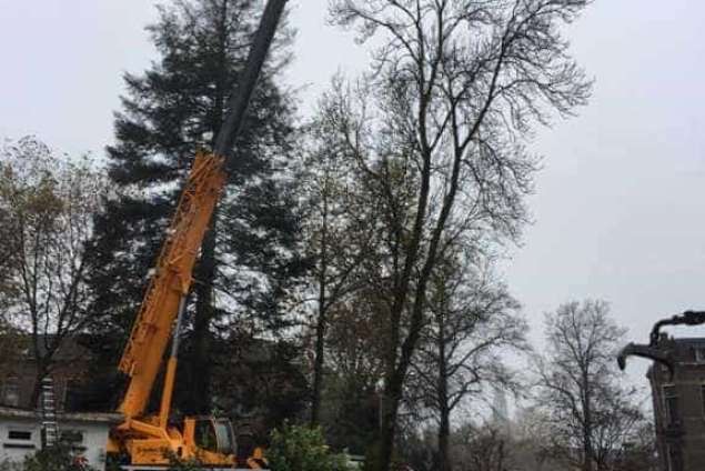 Verwijderen bomen in Zutphen