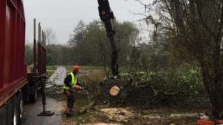 Verwijderen bomen in Zutphen