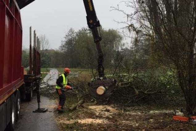 Verwijderen bomen in Zutphen