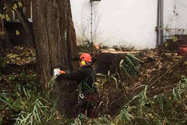 Verwijderen bomen in Zutphen