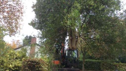 Bomen verwijderen Leersum