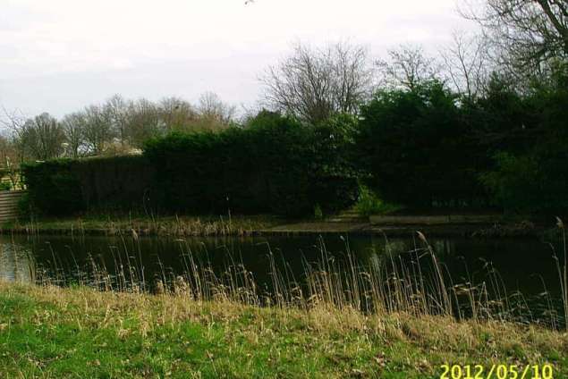 oude coniferenhaag weg halen