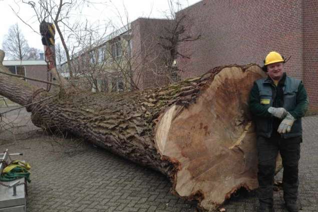 populieren bomen rooien