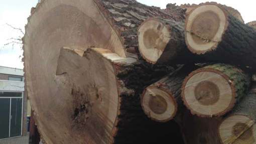 bomen rooien zwanenburg