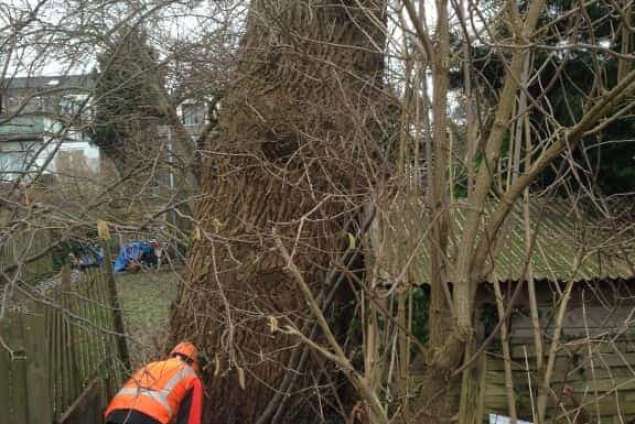 bomen afzagen 