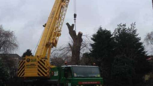 bomen rooien met een kraan van saan