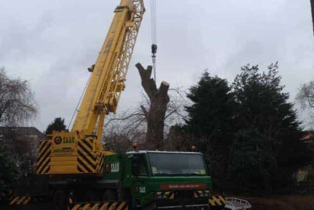 bomen rooien met een kraan van saan