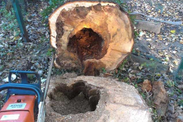 Bomen snoeien Dussen