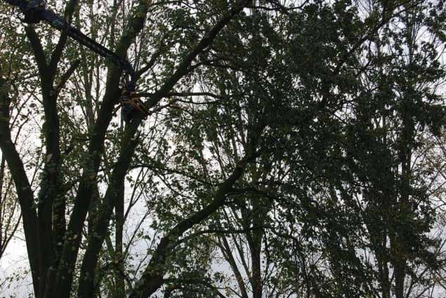 Bomen snoeien Dussen