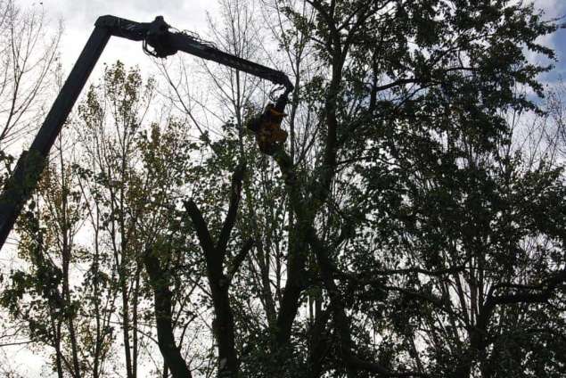 Bomen snoeien Dussen