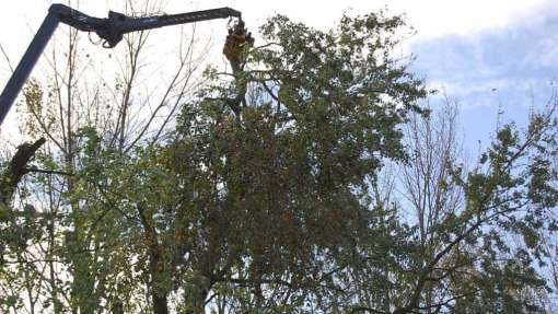 Bomen snoeien Dussen