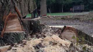 Populieren bomen rooien steenbergen