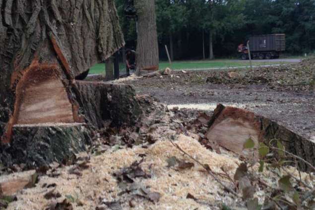 Populieren bomen rooien steenbergen