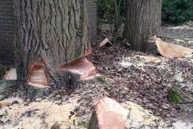 Populieren bomen rooien steenbergen