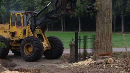 Populieren bomen rooien steenbergen