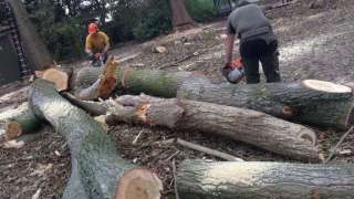 Populieren bomen rooien steenbergen