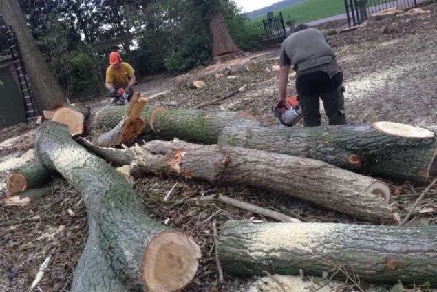 Populieren bomen rooien steenbergen