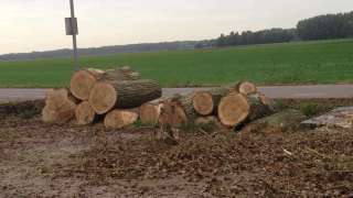 Populieren bomen rooien steenbergen