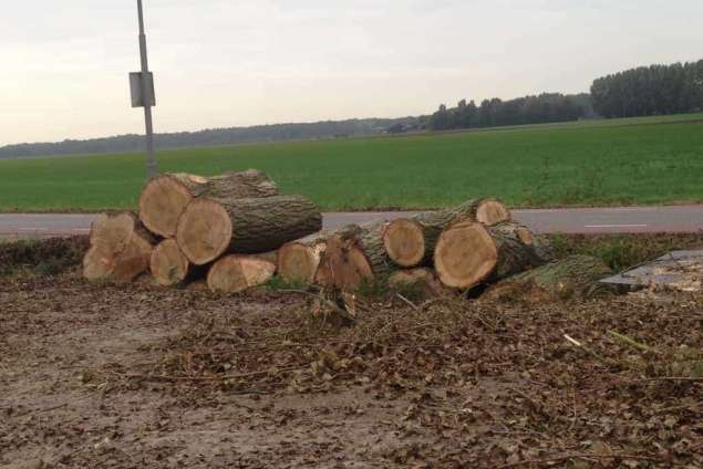 Populieren bomen rooien steenbergen