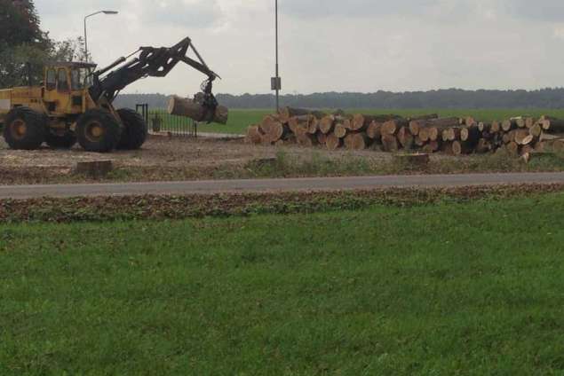 Populieren bomen rooien steenbergen