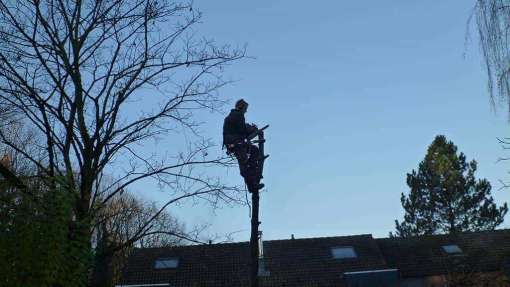 afbreken van een berkenboom rooien en opruimen van een berkenboom in Waalwijk van goghlaan