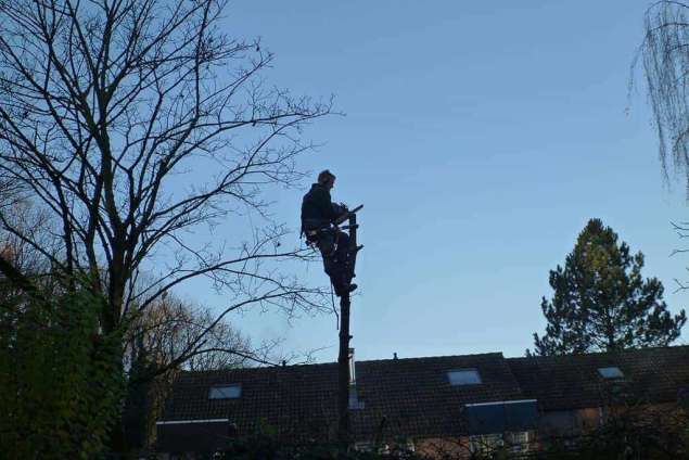 afbreken van een berkenboom rooien en opruimen van een berkenboom in Waalwijk van goghlaan