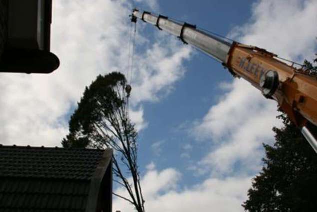 toppen van bomen in Hintham Rosmalen. versnipperen takken tot houtchips voor groene stroom