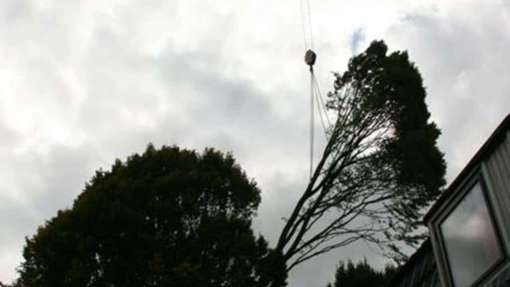 snoeien en verwijderen bomen, kappen ,vellen, rooien van bomen in Rosmalen Hintham hoveniersbedrijf hovenier van spelde