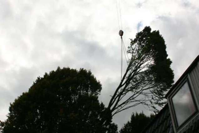 snoeien en verwijderen bomen, kappen ,vellen, rooien van bomen in Rosmalen Hintham hoveniersbedrijf hovenier van spelde