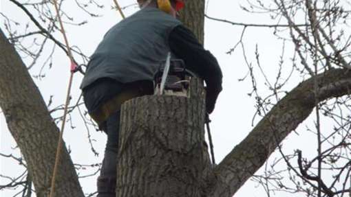 Rooien kappen van bomen in Haaren