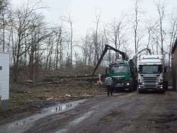 bomen rooien