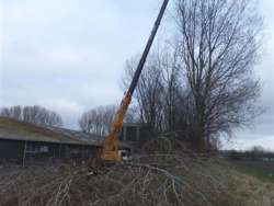 Bomen rooien Maasbree