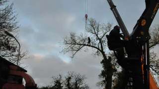 kosten bomen rooien