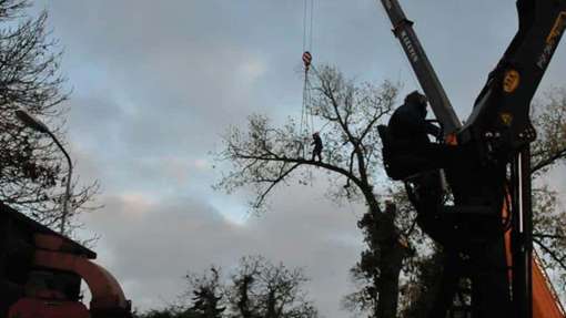 Bomen rooien Maastricht