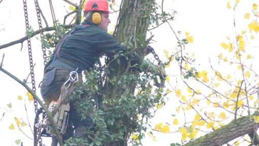 Bomen rooien Margraten