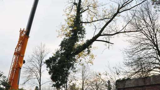 vellen vna dikke bomen